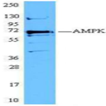 Purified anti-AMPKalpha