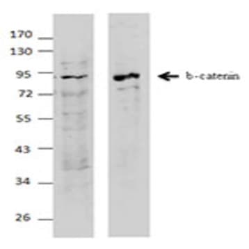 Purified anti-beta-catenin