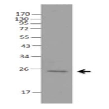 Purified anti-ASC (TMS-1)
