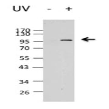 Purified anti-TIF1beta (KAP-1, TRIM28) Phospho (Ser473)