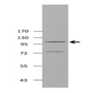 Purified anti-AGO2 (EIF2C2)
