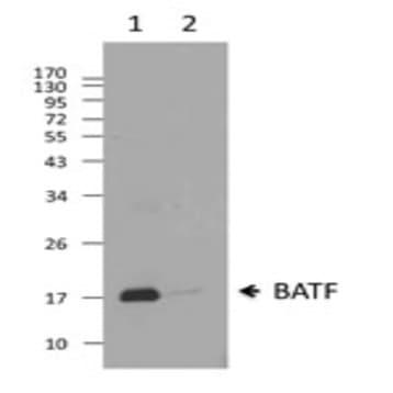 Purified anti-BATF