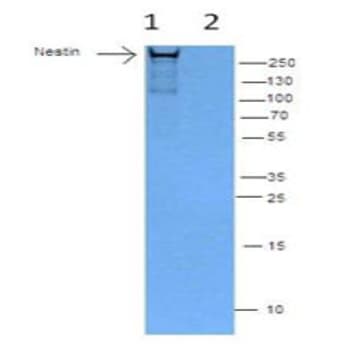 Purified anti-Nestin