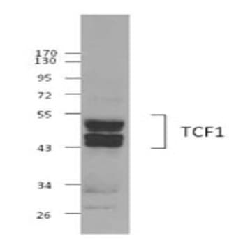 Purified anti-TCF1 (TCF7) avatar