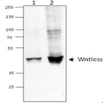 Purified anti-Wntless (GPR177) avatar