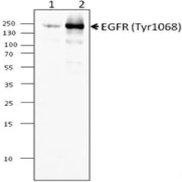 Purified anti-EGFR Phosphorylated (Tyr1068)