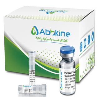 PurKine™ Antibody Purification Protein A Kit avatar