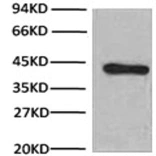 HRP Conjugated Anti-beta Actin Mouse Monoclonal Antibody (1C7) avatar