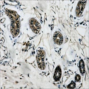Anti-?-Tubulin Mouse Monoclonal Antibody (3G6)