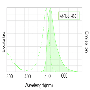 Anti-PCNA Mouse Monoclonal Antibody (1D7), AbFluor™ 488 Conjugated
