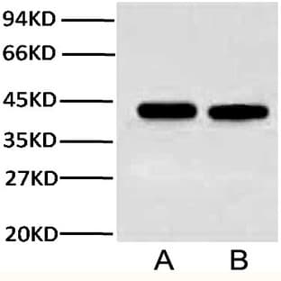 Anti-Plant Actin Mouse Monoclonal Antibody (3T3) avatar