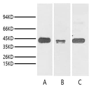 Anti-TBP/TATA Binding Protein Monoclonal Antibody (2C6) avatar