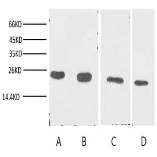 Anti-Cyclophilin B Monoclonal Antibody (7B2) avatar