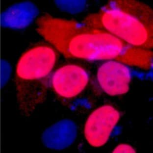 Anti-DDDDK Tag Mouse Monoclonal Antibody (1B10) avatar