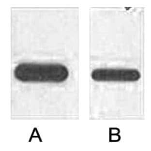 HRP Conjugated Anti-DDDDK Tag Mouse Monoclonal Antibody (1B10) avatar