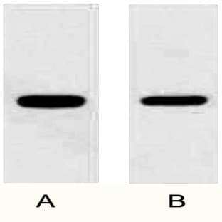 Anti-DDDDK Tag Rabbit Polyclonal Antibody avatar