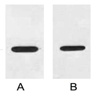 HRP Conjugated Anti-HA Tag Mouse Monoclonal Antibody (4F6) avatar