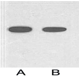 HRP Conjugated Anti-His Tag Mouse Monoclonal Antibody (5C3) avatar