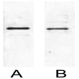Anti-S Tag Mouse Monoclonal Antibody (9T10) avatar