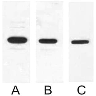 Anti-T7 Tag Mouse Monoclonal Antibody (6D4) avatar