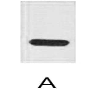 Anti-TAP Tag Monoclonal Antibody (4H2) avatar