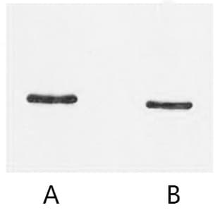 Anti-SRT-Tag Monoclonal Antibody (11G3) avatar