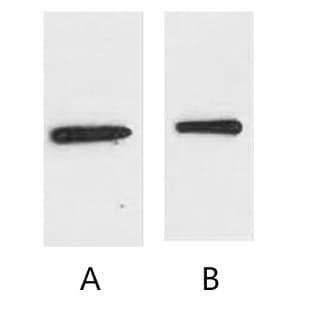 Anti-EYFP-Tag Monoclonal Antibody (10T3) avatar