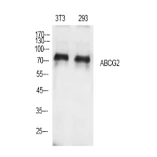 ABCG2 Polyclonal Antibody avatar