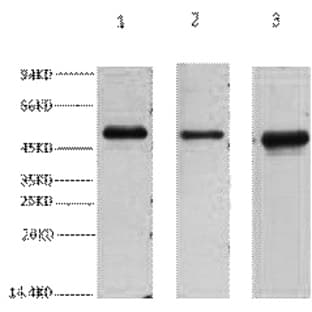 FH Monoclonal Antibody avatar