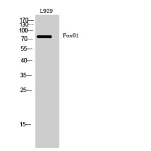 FoxO1 Polyclonal Antibody avatar