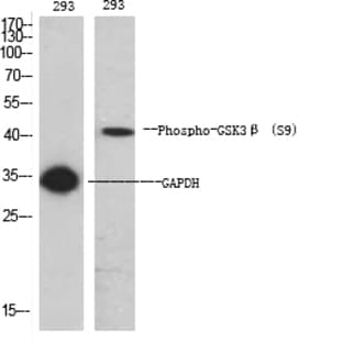 GSK3? (phospho Ser9) Polyclonal Antibody avatar