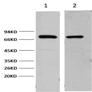 HSP70 Monoclonal Antibody avatar