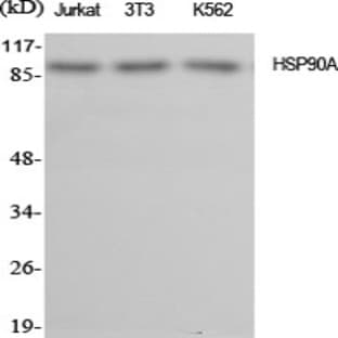 HSP90A Polyclonal Antibody avatar