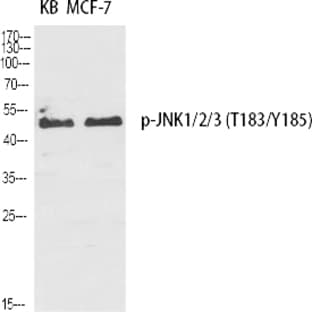 JNK1/2/3 (phospho Thr183/Y185) Polyclonal Antibody avatar