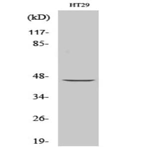 MEK-1/2 Polyclonal Antibody avatar