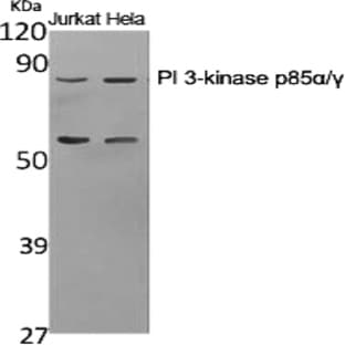 PI 3-kinase p85?/? Polyclonal Antibody avatar