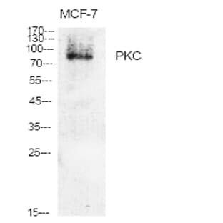PKC Polyclonal Antibody avatar