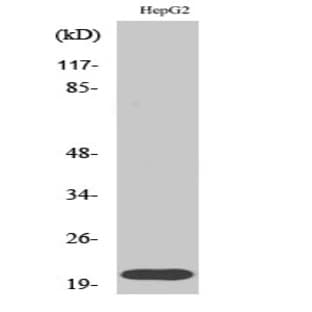 Rho A Polyclonal Antibody avatar