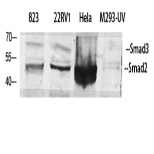 Smad2/3 Polyclonal Antibody avatar