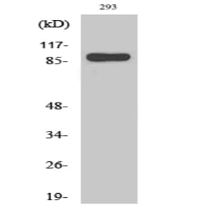 Stat1 Polyclonal Antibody avatar