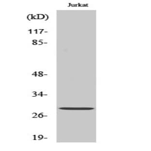 Bcl-2 Polyclonal Antibody avatar