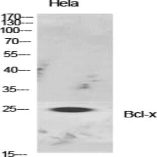 Bcl-x Polyclonal Antibody avatar