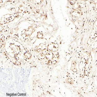 Caspase-7 Polyclonal Antibody avatar