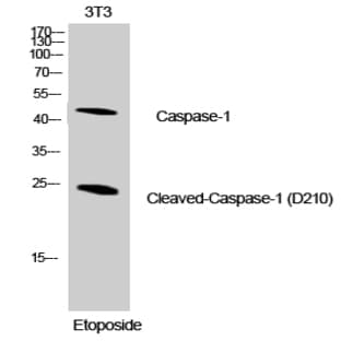 Cleaved-Caspase-1 (D210) Polyclonal Antibody avatar