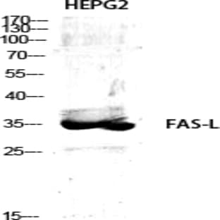 FAS-L Polyclonal Antibody avatar