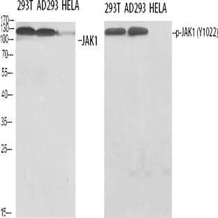 JAK1 Polyclonal Antibody avatar