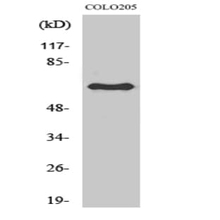 Lamin B1 Polyclonal Antibody avatar