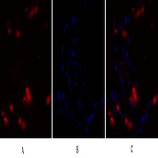 NF?B-p105/p50 Polyclonal Antibody