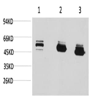 MICU1 Monoclonal Antibody avatar