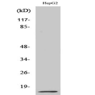 MIF Polyclonal Antibody avatar